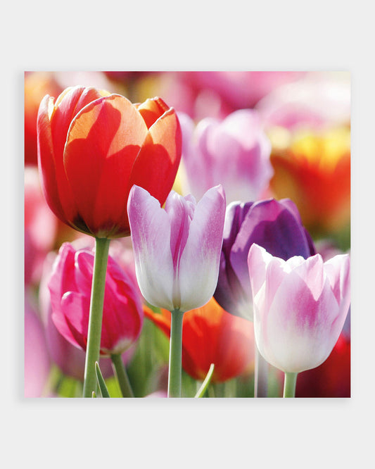Spring Tulips Easter Cards - pack of 4