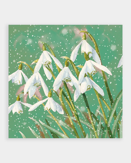 10 Snowdrops Christmas Cards