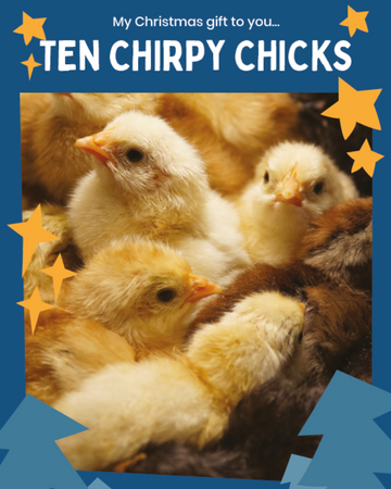 Ten Chirpy Chicks Christmas Card